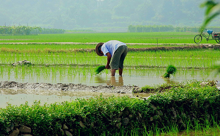 旱灾对水稻的生长有怎样的影响？